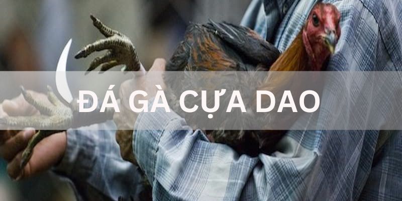 Khái quát về đá gà cựa dao